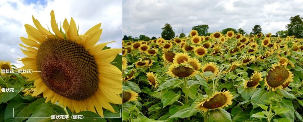 sunflowers