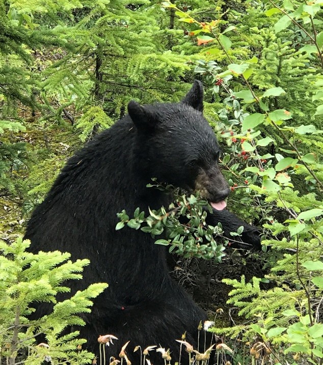 bear